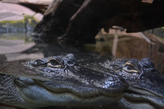 Zoo, Krokodil, Vivarium, Schildpatt