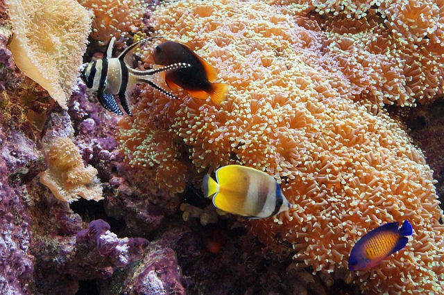 Free Fishes Aquarium photo and picture