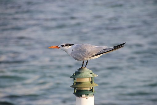 Free Tern Seabird photo and picture