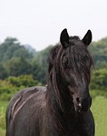horse, blue roan, equus