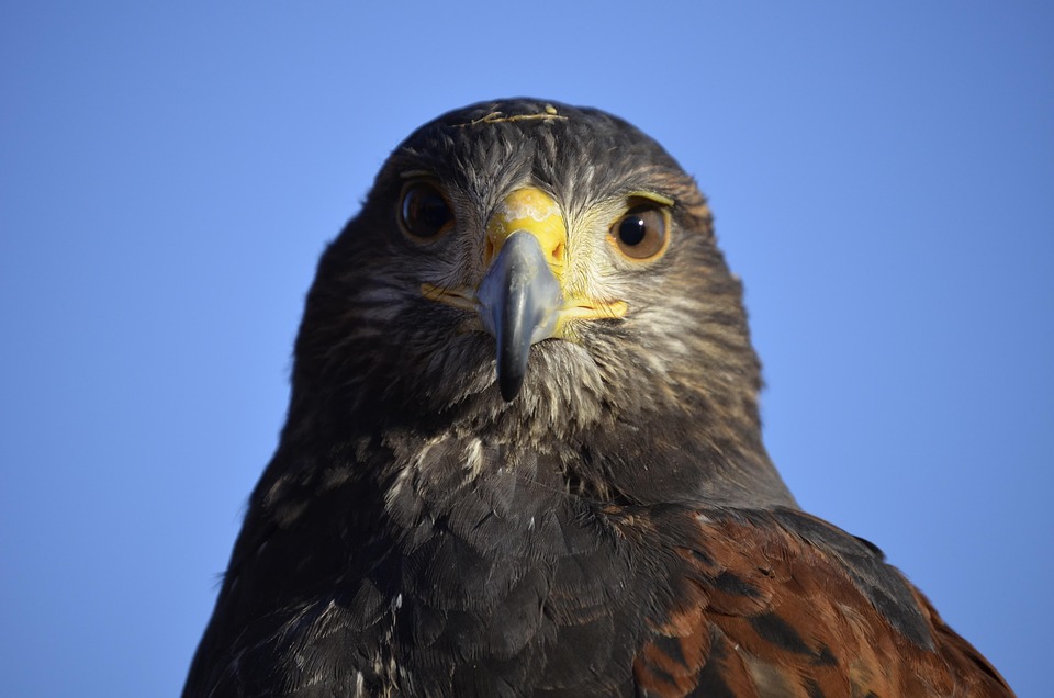 Eagle Beak Raptor - Free photo on Pixabay