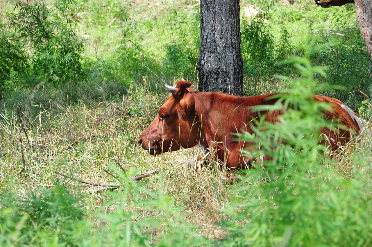 Vaca Natureza Verde - Foto gratuita no Pixabay - Pixabay