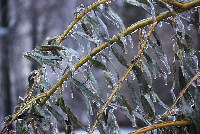 Free Ice Frost photo and picture