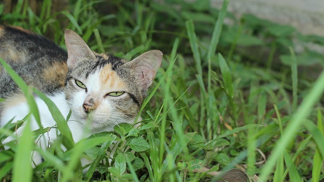 Free Cat Paws photo and picture