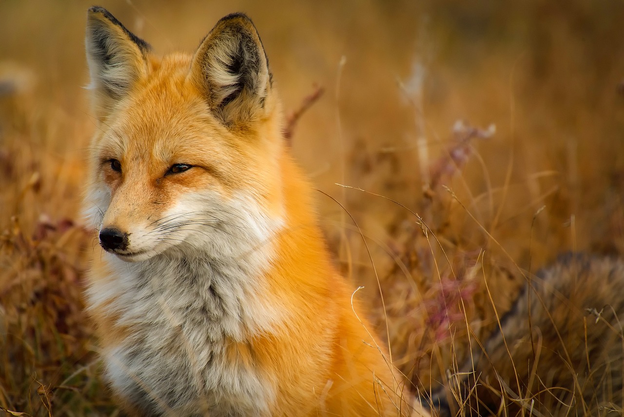 Top 999 Fox Images Amazing Collection Fox Images Full 4K
