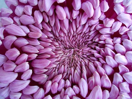Free Flower Pink photo and picture