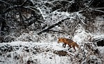 landscape, fox, animal