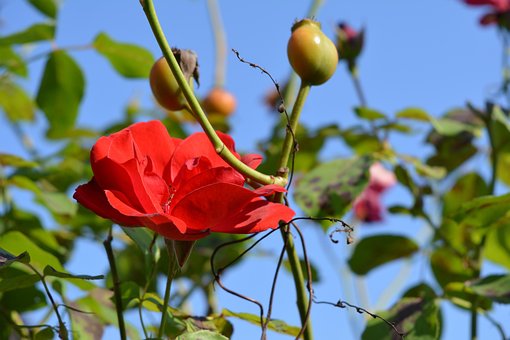 Free Flower Rose Flower photo and picture