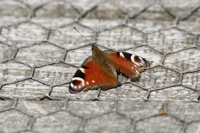 Tier, Schmetterling, Pfauenauge, Monarh