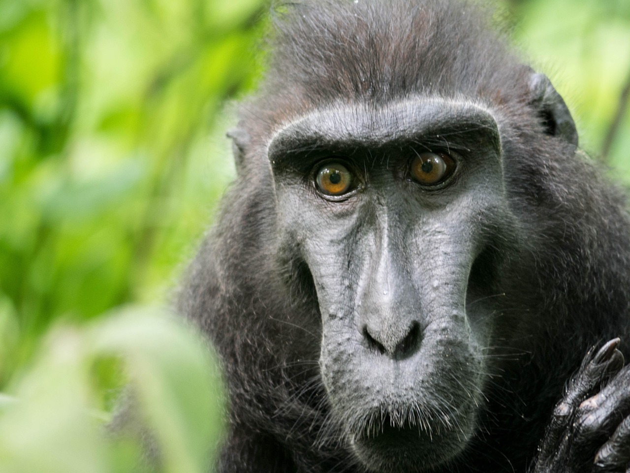 Celebes Crested Macaque Monkey - Free photo on Pixabay - Pixabay