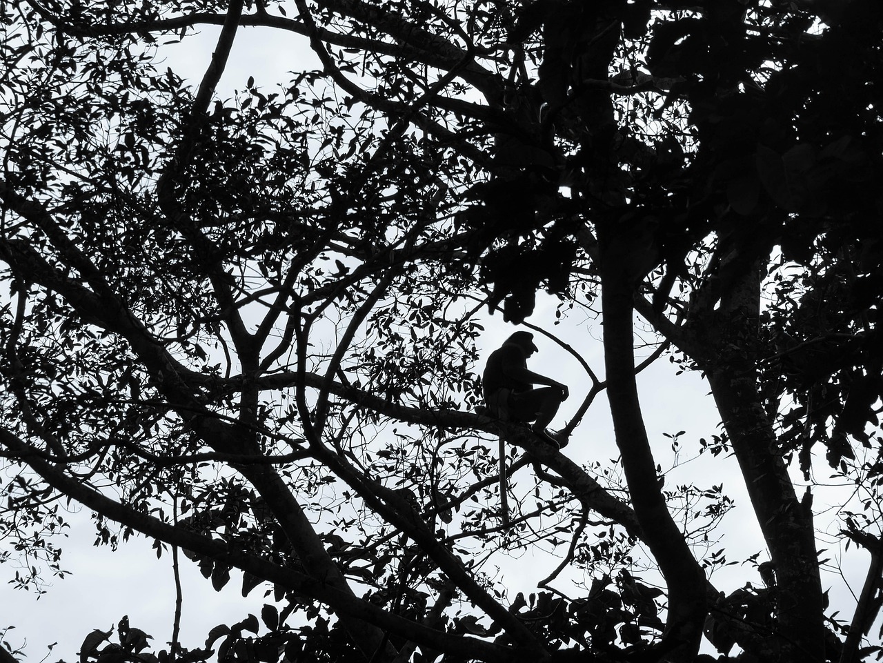Proboscis Monkey - free online jigsaw puzzle photo