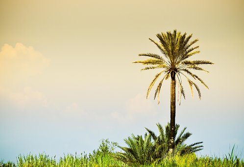 Palma, Vară, Savană, Iarbă, Căldură