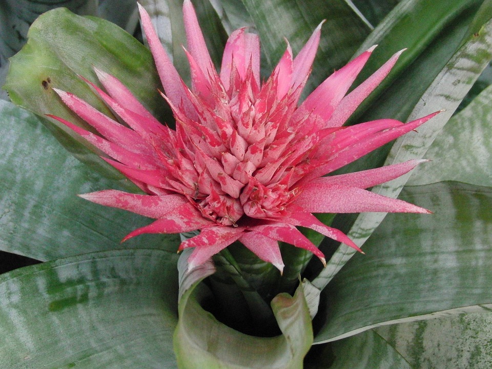 Free photos of Aechmea striped