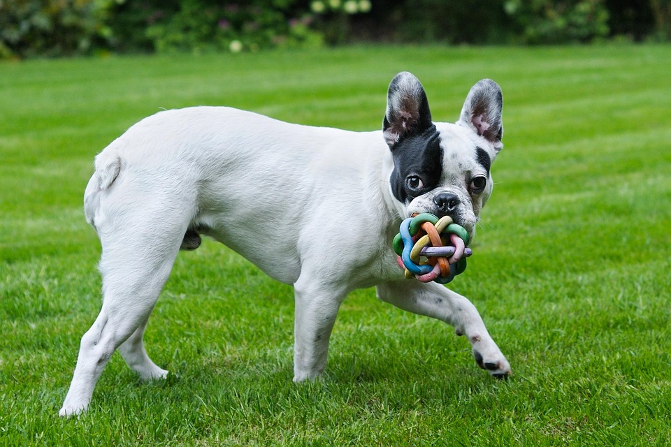 Dog French Bulldog Play · Free photo on Pixabay