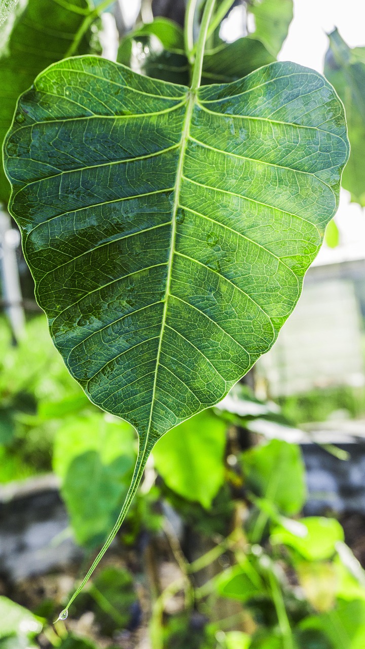 Feuille D'arbre De Bodock Feuilles De Bodhi Éveil Awake Ness Photo