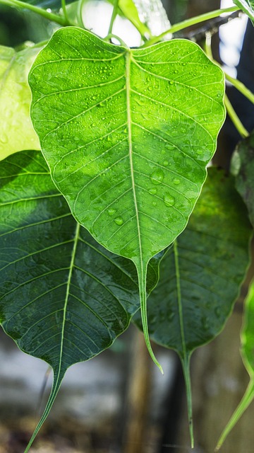 Free Bodhi Leaves Dewdrop On Leaves photo and picture