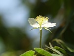 south america holiday 櫻 peach, the wild fruit tree, small white flowers