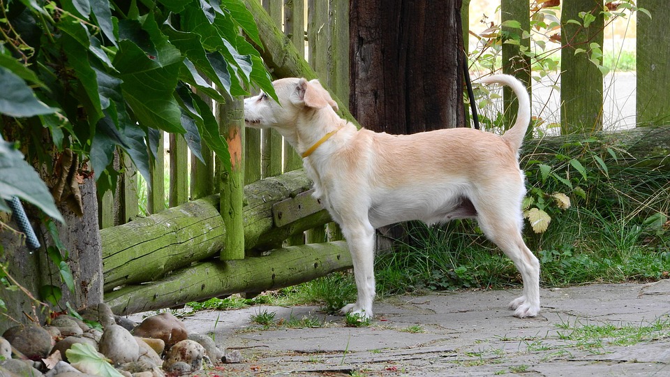 Dog Fence Guard Free Photo On Pixabay