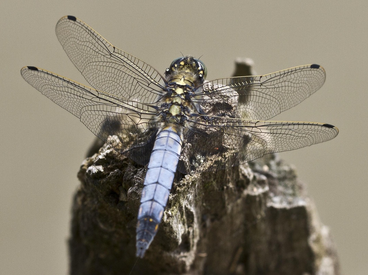 Libel Insect Libel Insect Close-Up - Gratis foto op Pixabay - Pixabay