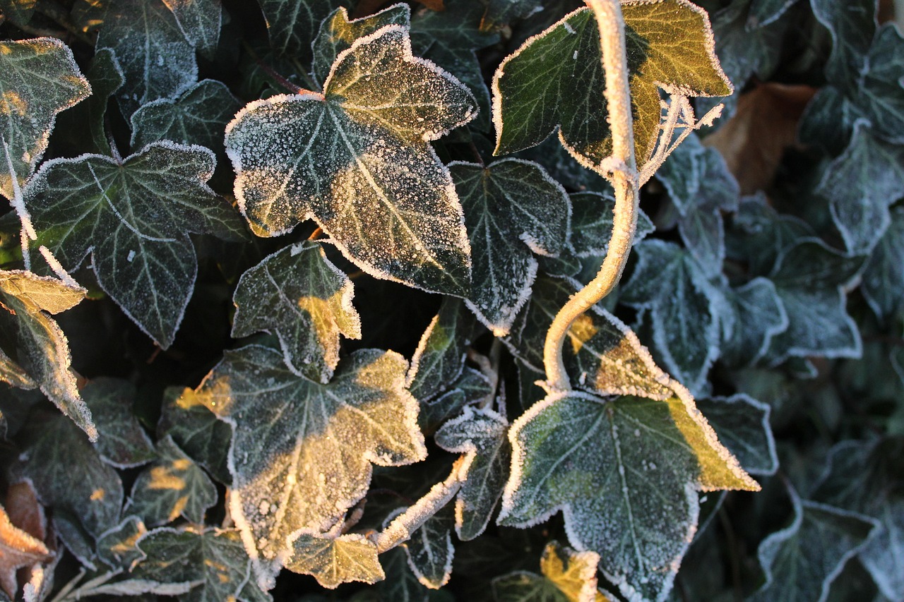 efeutute neon variegata Variegated Neon Pothos Care