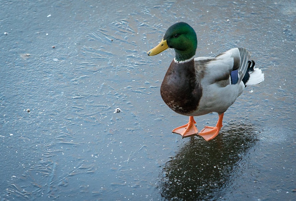 Duck Ice Winter · Free photo on Pixabay