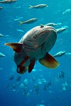 aquarium, grouper, fish