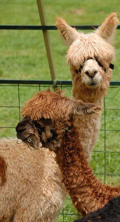 Lucu Alpacas Hewan Binatang Foto Gratis Di Pixabay