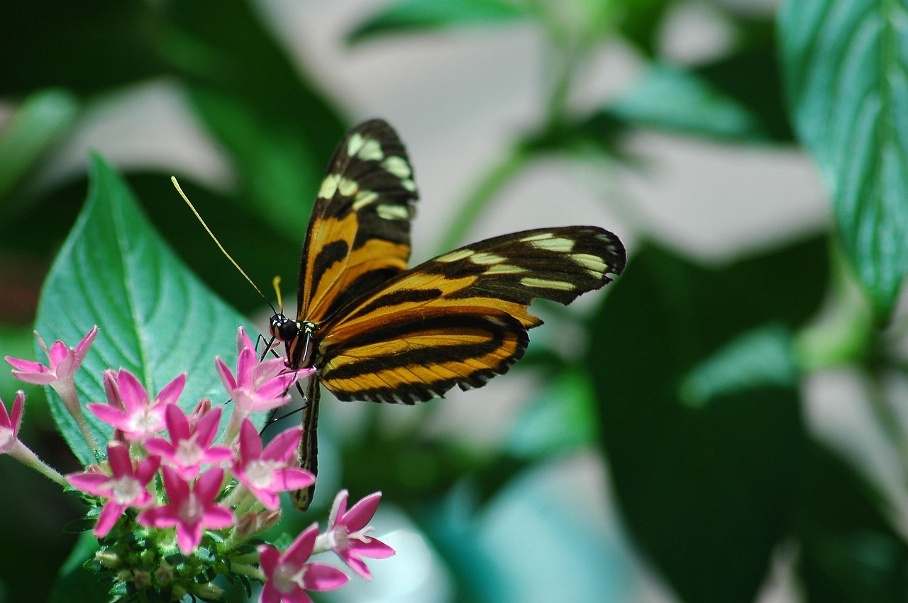 Butterfly - free online jigsaw puzzle photo