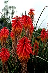 redhot poker, kniphofia, flower