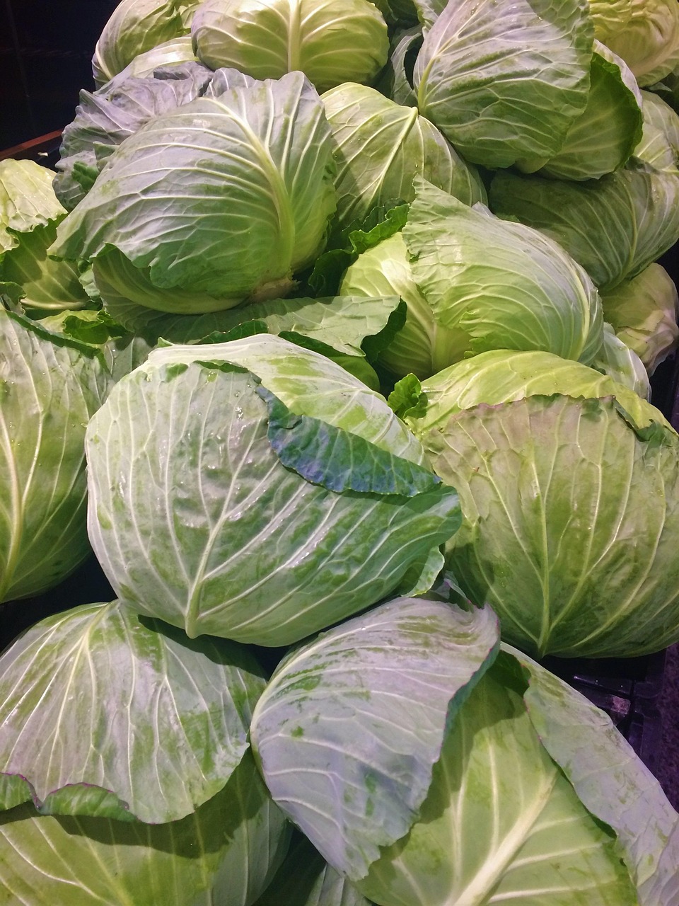 Cabbage Leaf White Free photo on Pixabay Pixabay