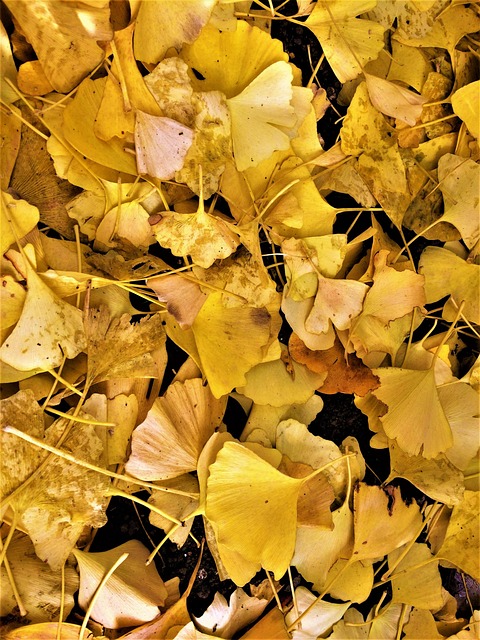 Árbol De Ginkgo, Hojas Amarillas