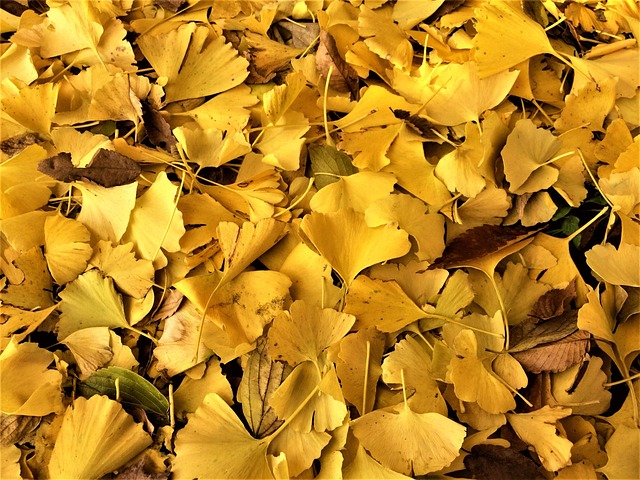 Árbol De Ginkgo, Hojas Amarillas