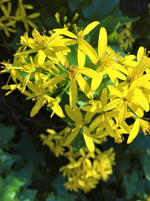 Amarillo, Flores, Floretes, Otoño