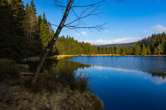 Lago, El Verano, Vacaciones, Agua, Peces