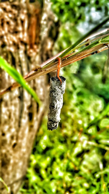 Free Cocoon Insects photo and picture