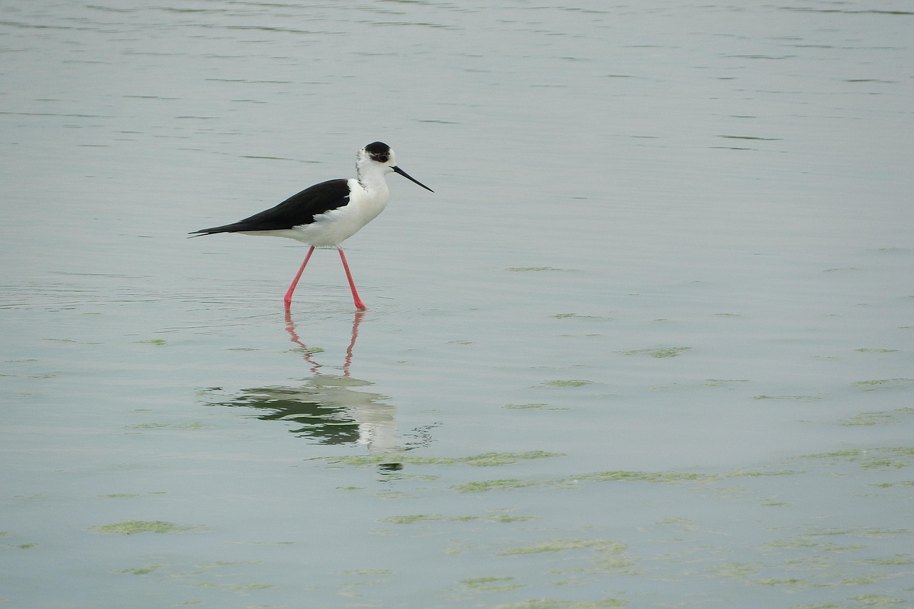 Pisila 高跷 Himantopus 涉禽 - Pixabay上的免费照片 - Pixabay