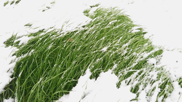 Græs, Sne, Vinter, Grønt Græs