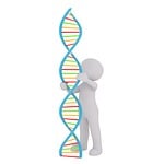 dna, white male, 3d model