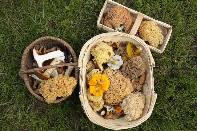 Free Mushrooms Collect photo and picture