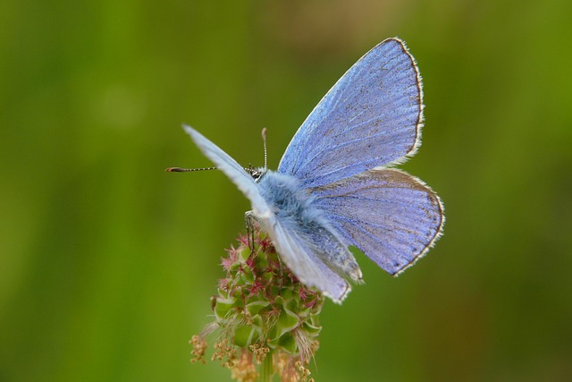 Vlinder, Natuur, Insect, Blauw, Vleugel