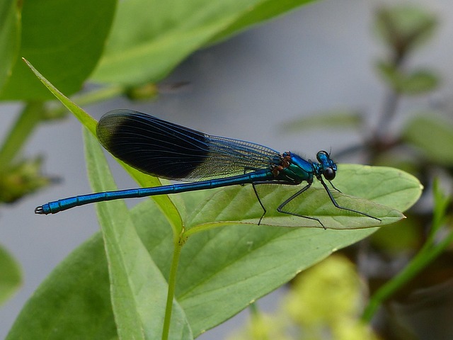 Libel, Insect, Natuur, Blauw