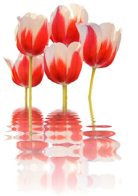 Free spring tulips reflection illustration