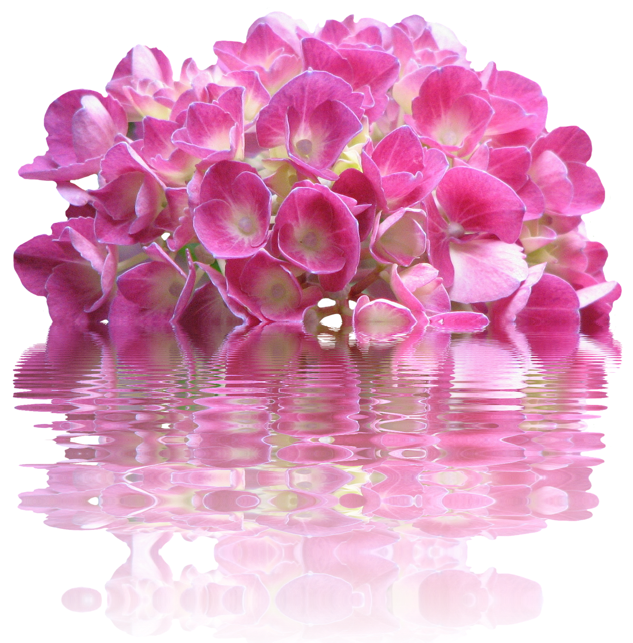 Download free HD stock image of Spring Hydrangea Free spring hydrangea nature illustration