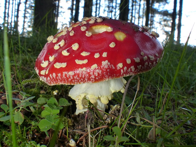 Paddestoel, Paddenstoel, Natuur, Gif