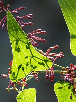 Salsepareille, Berry, Feuille, Automne