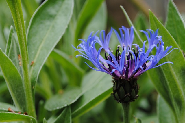 Free Cornflower Flower Background photo and picture