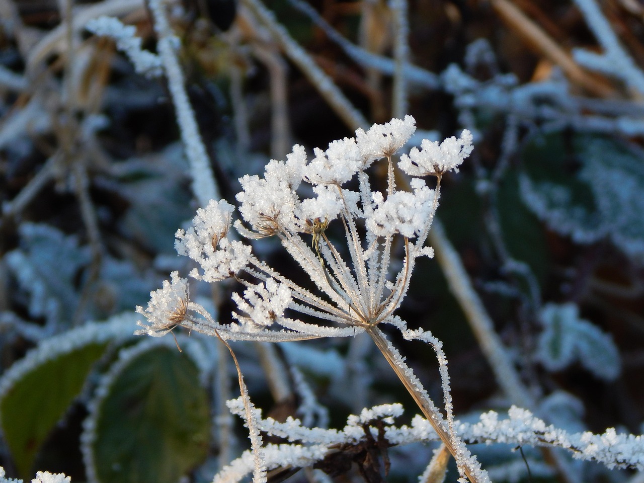 Eiskristalle Winter - Kostenloses Foto auf Pixabay - Pixabay