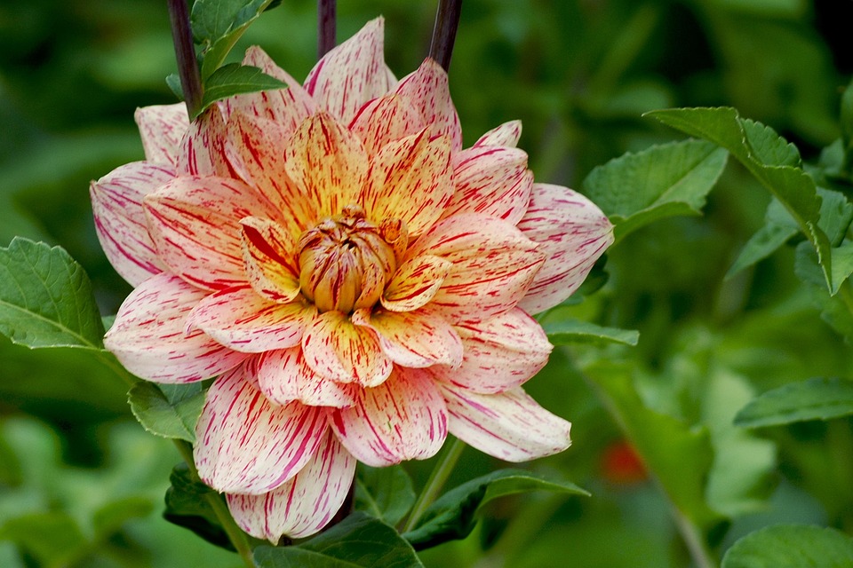 Dahlia Flamed Fall Autumn - Free photo on Pixabay - Pixabay