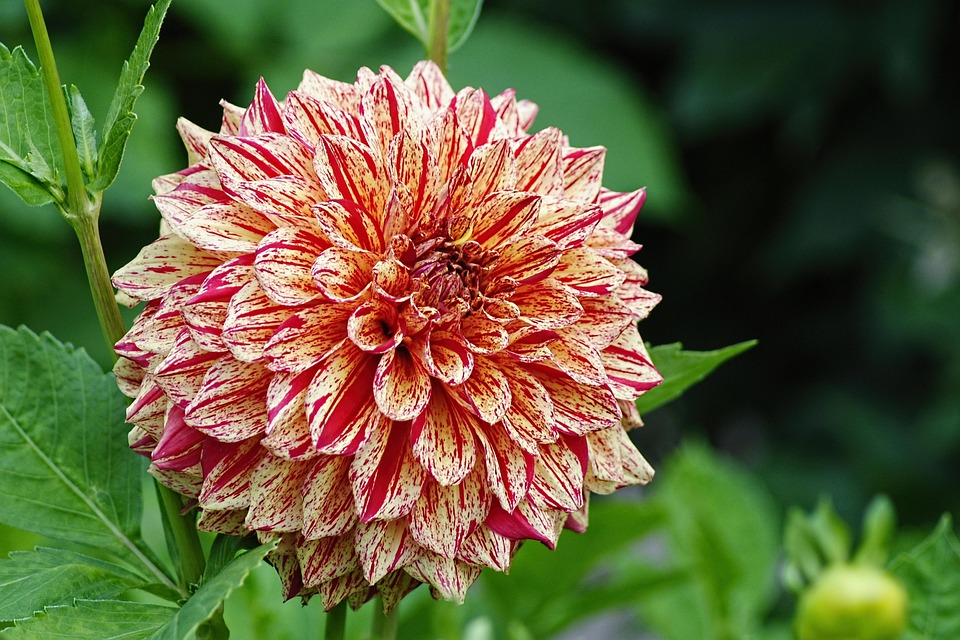 Dahlia Flamed Fall Autumn - Free photo on Pixabay