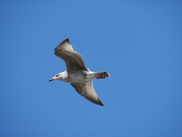 Free Gull Sea photo and picture